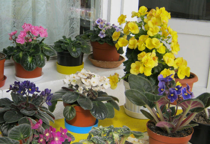 IMG_8763 - Florile mele 1