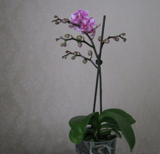 IMG_8770 - Florile mele 1