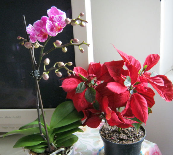 IMG_8790 - Florile mele 1