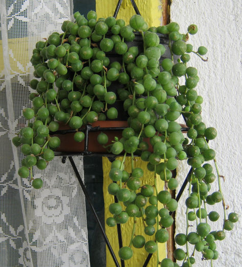 Senecio rowleyanus - Florile mele 1