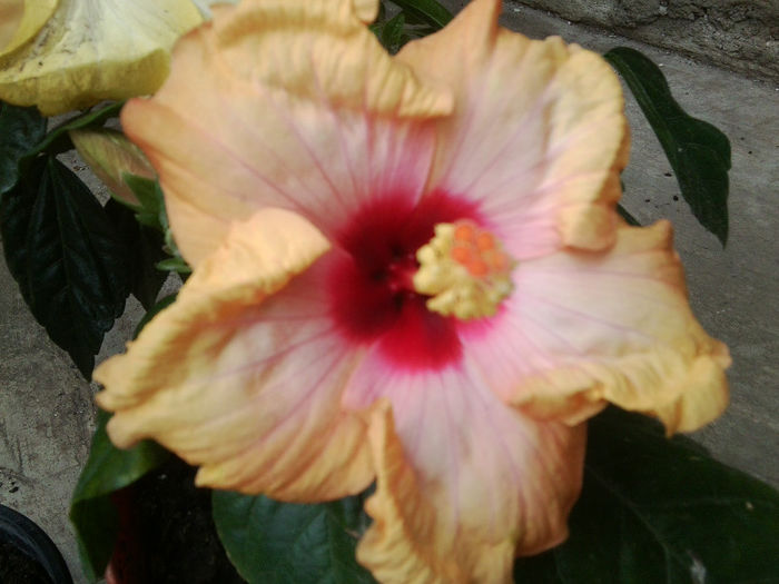 floare vara - hibiscusi 2013-1
