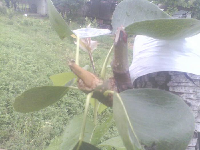 altoi rupt dupa un vant puternic ochi dormind