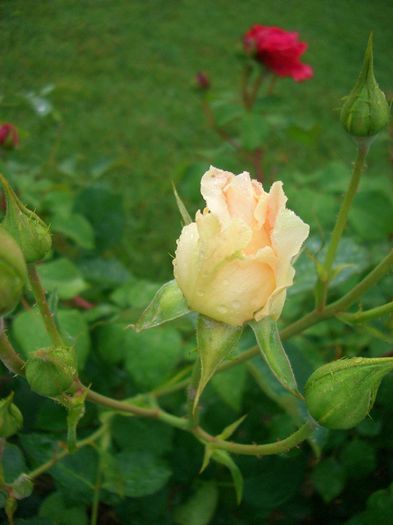 Rokoko • TANokor; Shrub. Bred by Hans Jürgen Evers (Germany, 1987)
