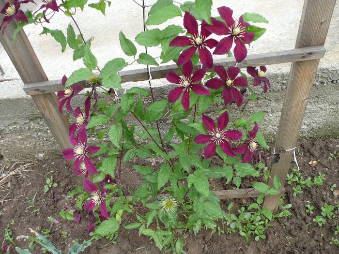 P1140124 - Clematite