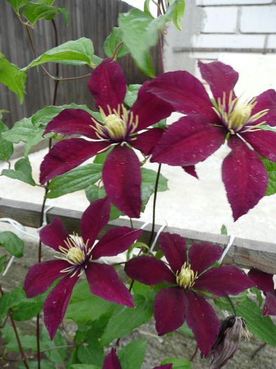 P1140123 - Clematite