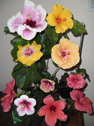 hibiscus grup