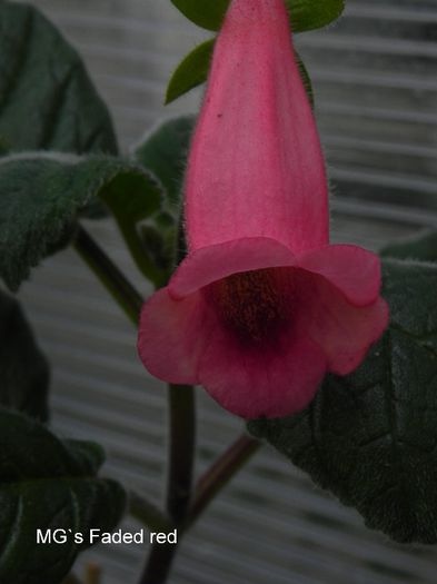  - MG s sinningia hybrids