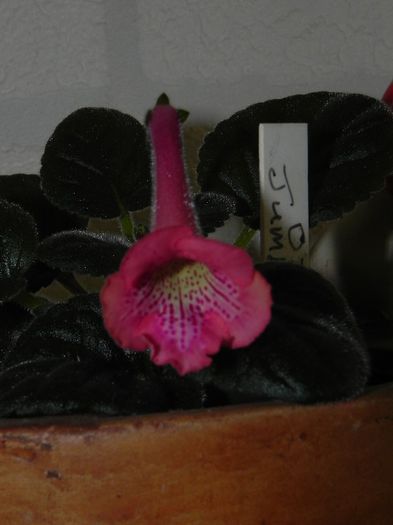 ozark jumbo sundae (fals) - Sinningia