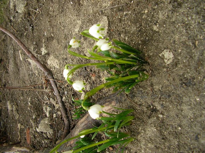 SANY0477; ghiocei dublii
