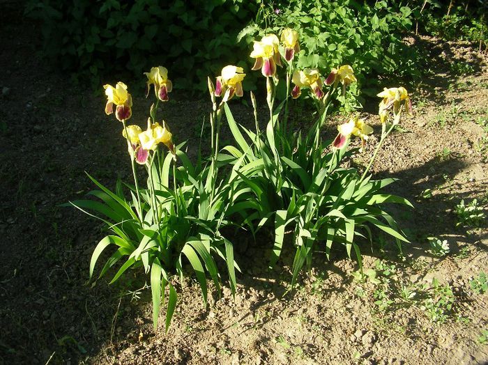 SANY0541; irisi minunati ...dar doresc si alte culori ....
