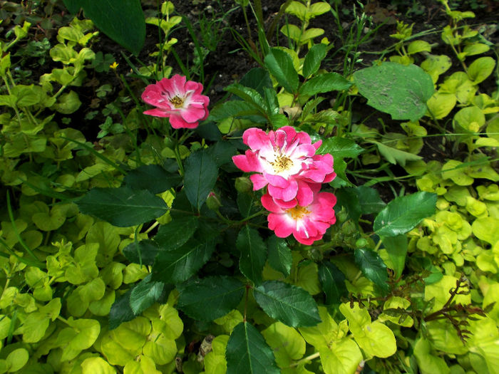 DSCF3015 - Gradina de flori 2013