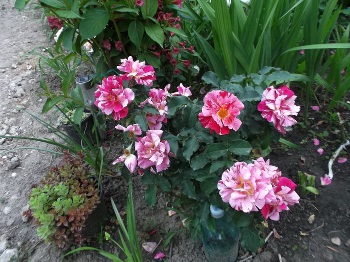 DSCF3141