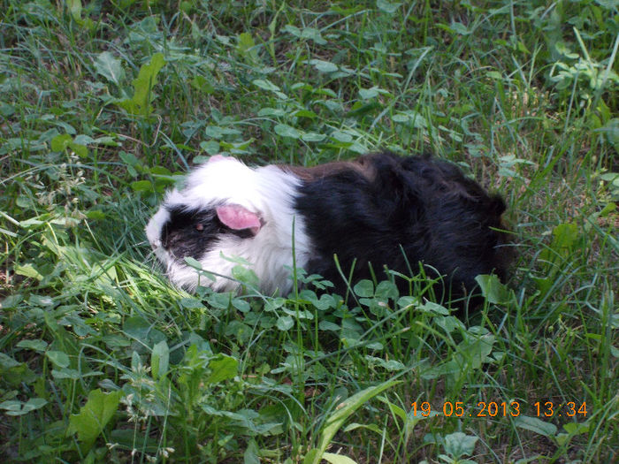 sunny beach bulgaria, mai 2013 091