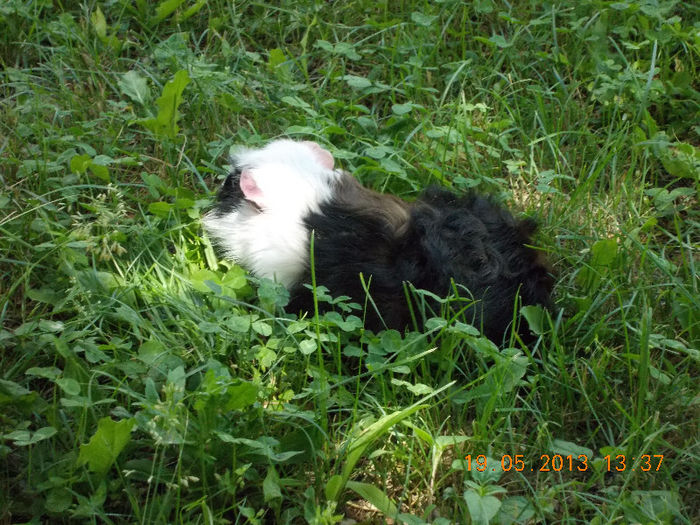 sunny beach bulgaria, mai 2013 093