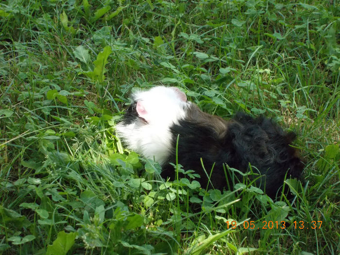 sunny beach bulgaria, mai 2013 094