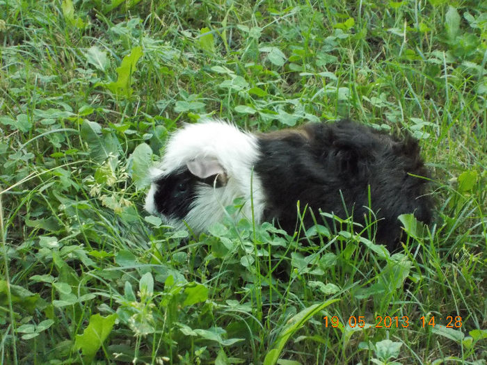 sunny beach bulgaria, mai 2013 095