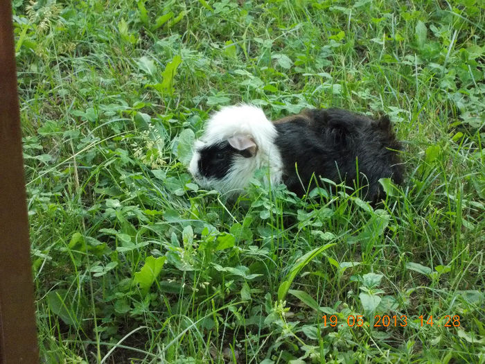 sunny beach bulgaria, mai 2013 097