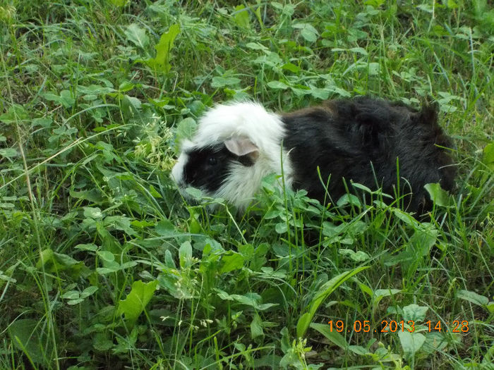 sunny beach bulgaria, mai 2013 098