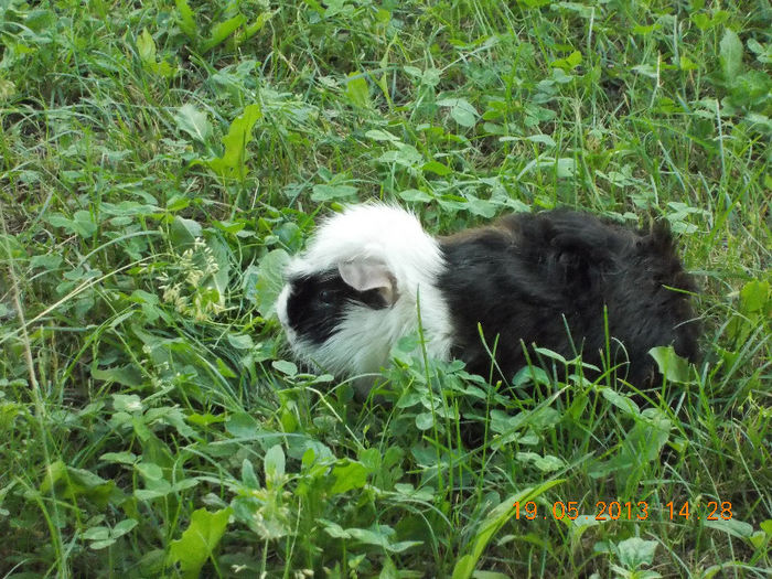 sunny beach bulgaria, mai 2013 099