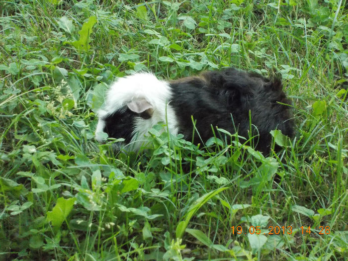 sunny beach bulgaria, mai 2013 100