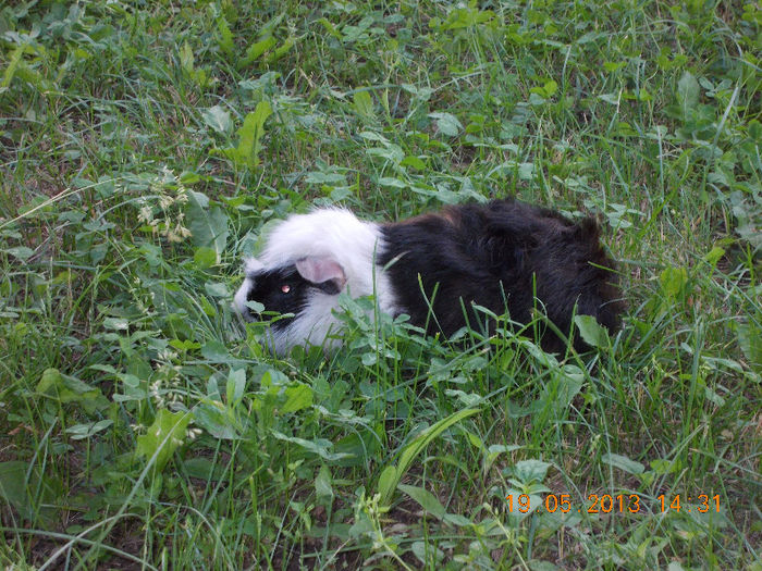 sunny beach bulgaria, mai 2013 103
