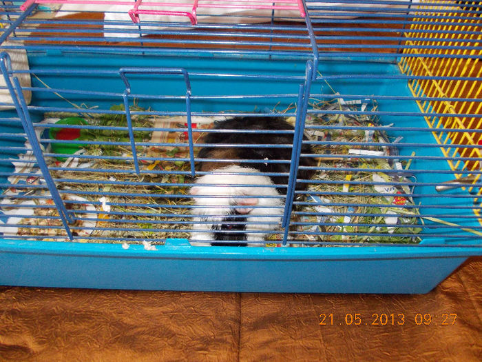 sunny beach bulgaria, mai 2013 119