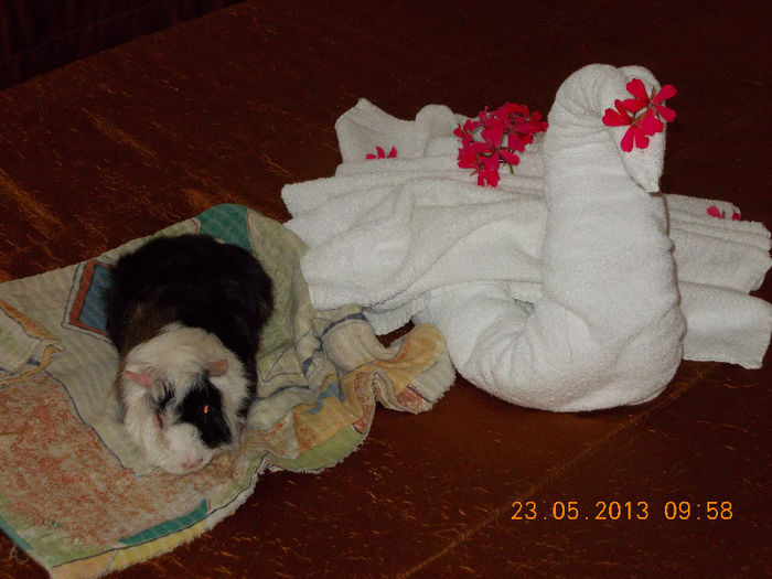 sunny beach bulgaria, mai 2013 126