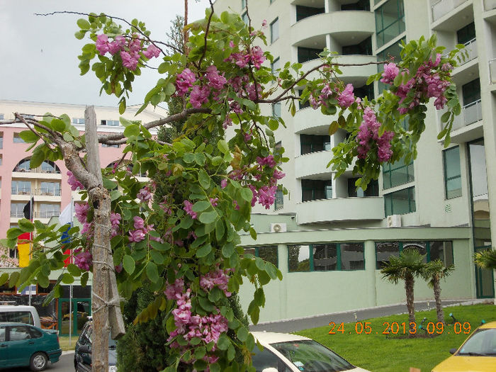 sunny beach bulgaria, mai 2013 177