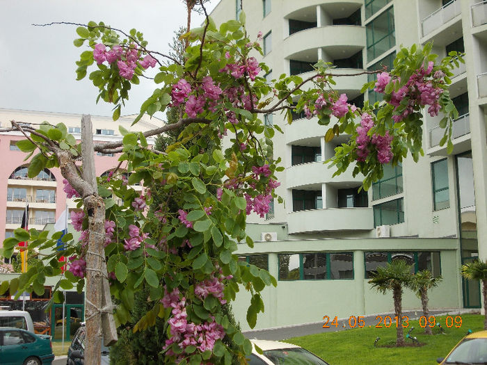 sunny beach bulgaria, mai 2013 178