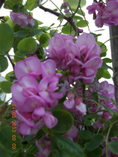 sunny beach bulgaria, mai 2013 179