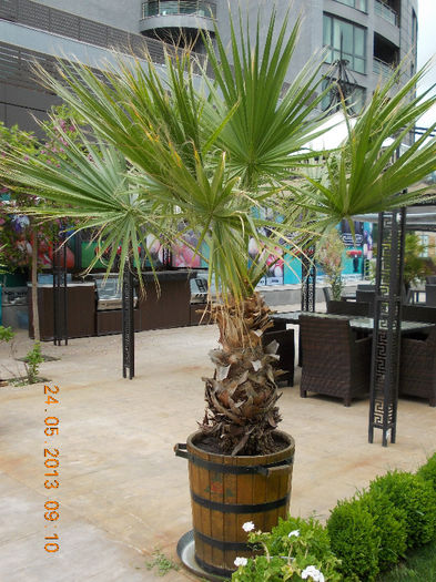 sunny beach bulgaria, mai 2013 181