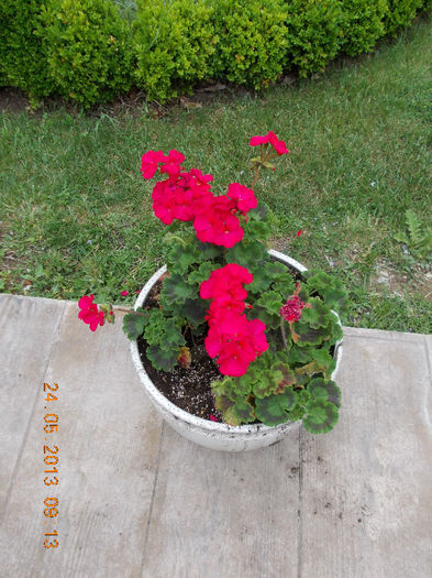 sunny beach bulgaria, mai 2013 185