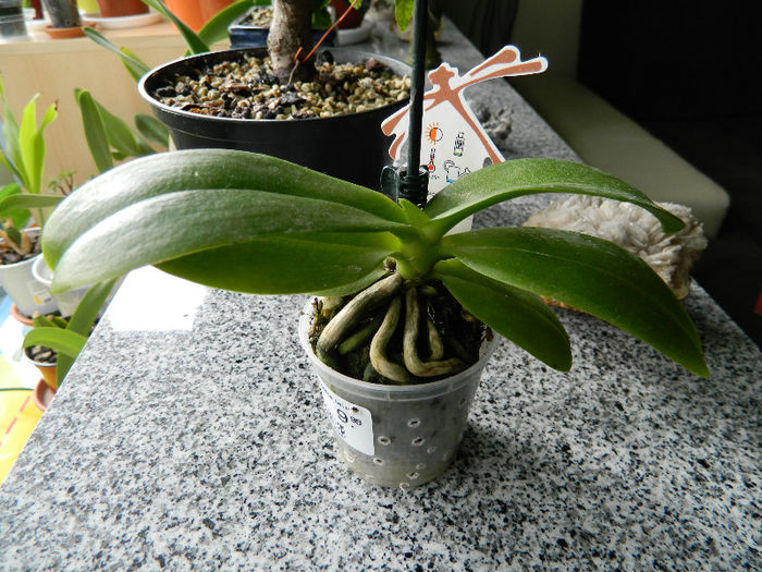 DSCN2070 - Phalaenopsis Calimero