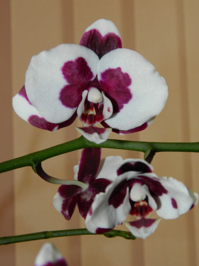 DSCN2109 - Phalaenopsis Harlequin