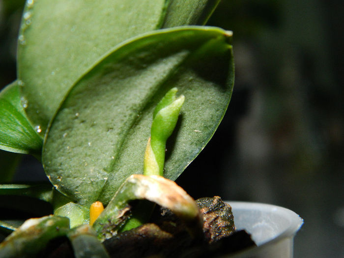 DSCN2079 - Phalaenopsis Lobbi