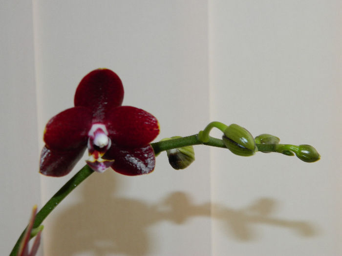 DSCN2112 - Phalaenopsis parfumat