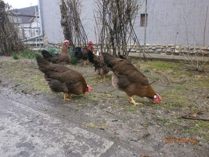 P4061389 - gaini 2013