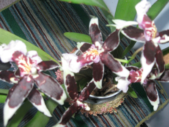 IMG_5054  - 2013 - Alte specii de orhidee