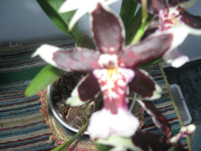 IMG_5053 - 2013 - Alte specii de orhidee