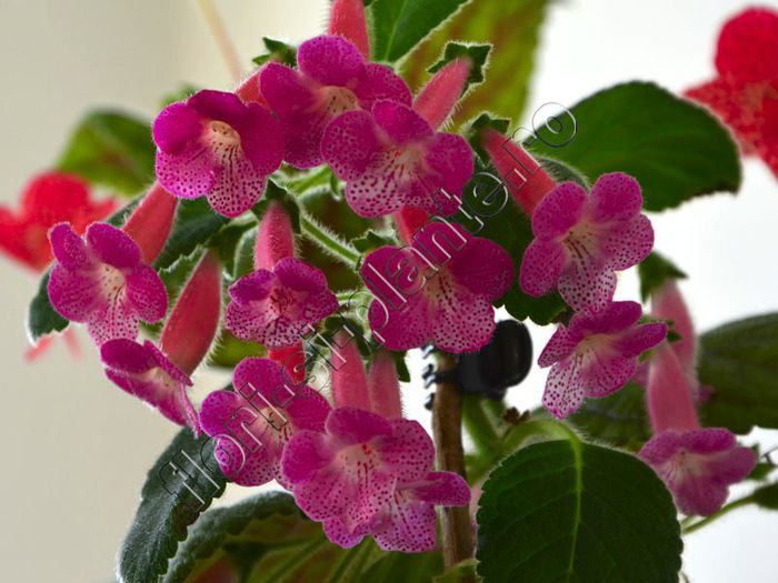 Kohleria Emily Roberts - KOHLERIA II