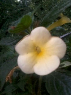 Himalayan Sunrise - Achimenes