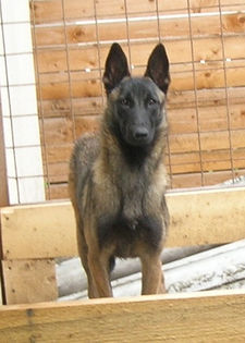 Eva - Ciobanesc Belgian Malinois