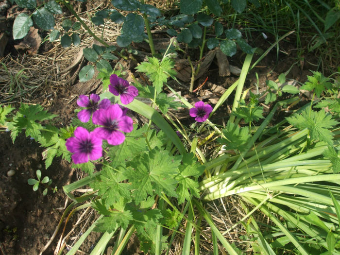 DSCF1361