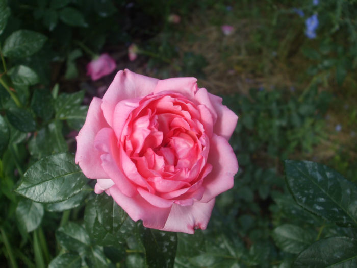 La Rose de Molinard - vara 2013