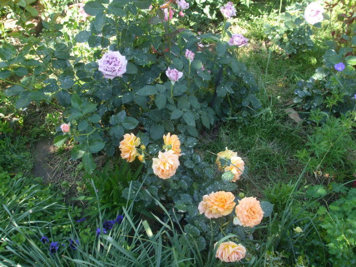 Lugdunum si Goldelse