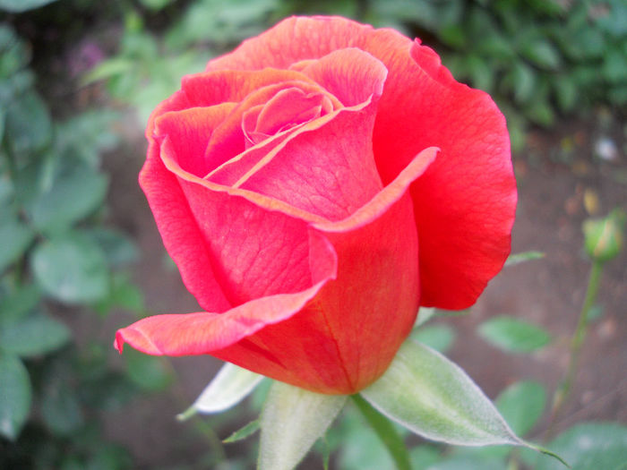 DSCN3327