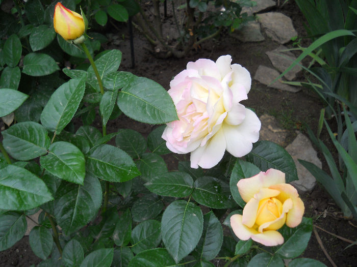 DSCN3321