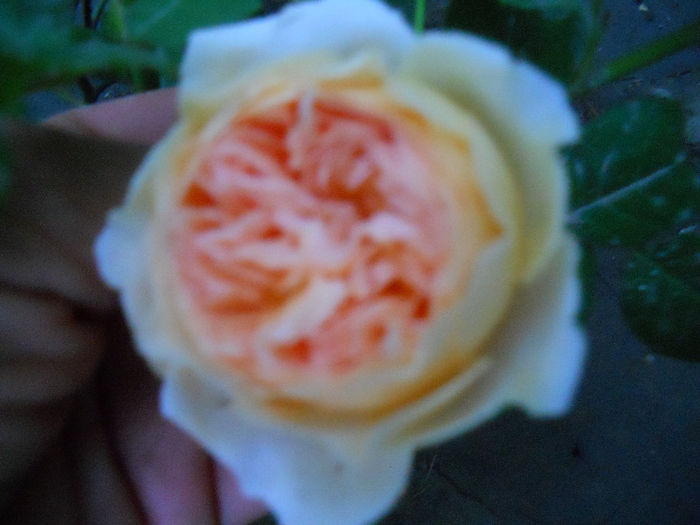 DSCN3273