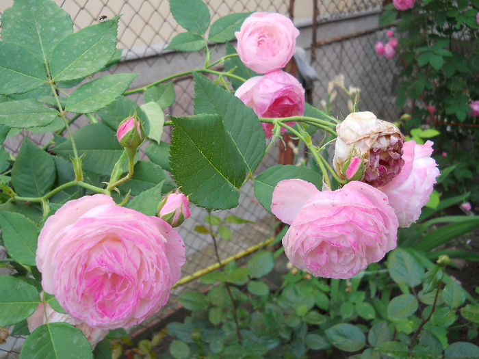 DSCN3281