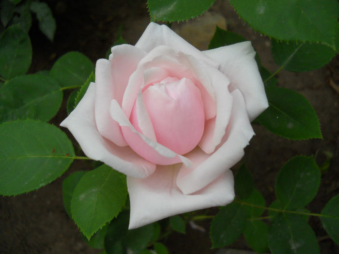 DSCN3294